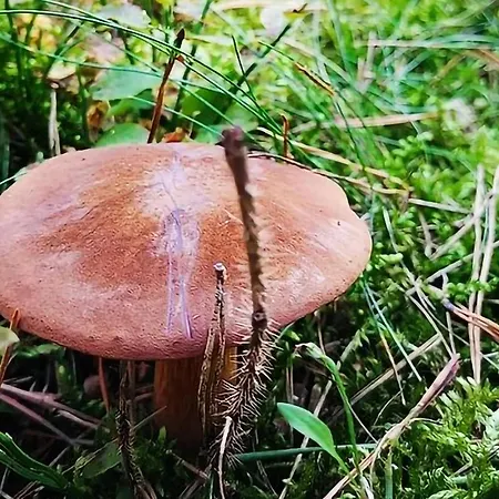 Awesome In With Sauna *