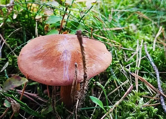 Awesome In With Sauna *